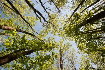 Terreno con castagneto