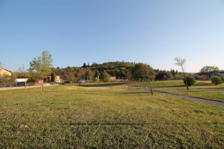 Oliveto 3.800 mq sulla collina di Castelsecco